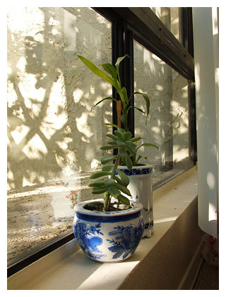 20041225-plants.jpg