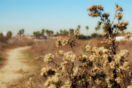 Bolsa Chica Ecological Reserve