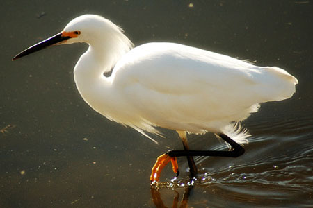 egret or heron?