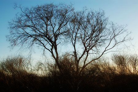 tree at the Bolsa Chica Ecological Reserve