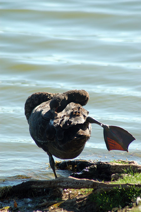 Black Swan sleeping with its right leg out...