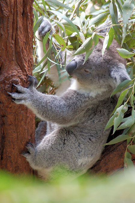 Koala at Taronga Zoo